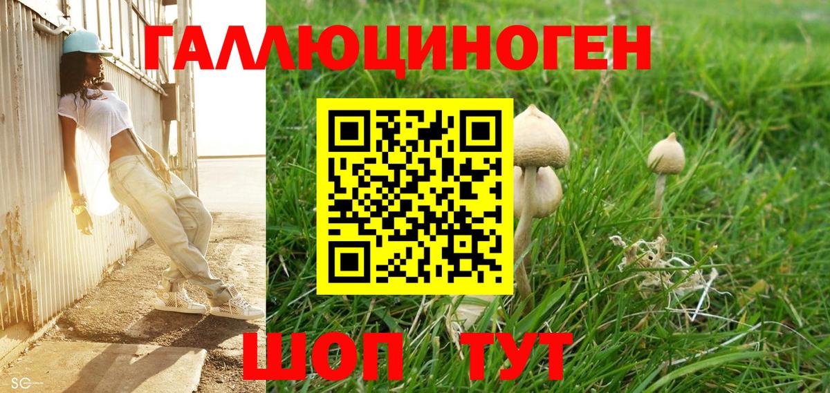 Галлюциногенные грибы Psilocybe  Октябрьский 